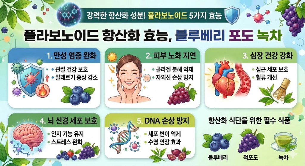 플라보노이드 효능 5가지, 플라보노이드 항산화 효능, 블루베리 포도 녹차
