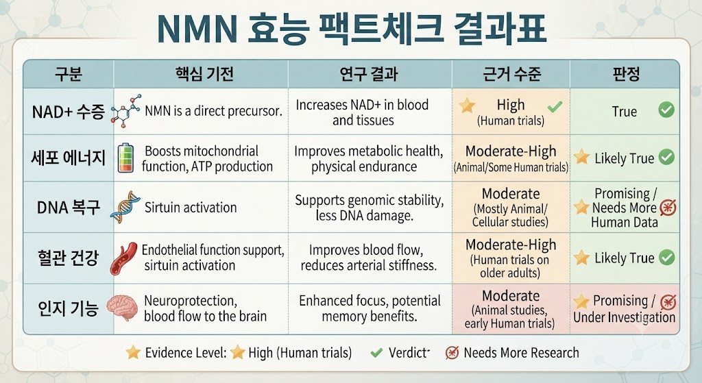 NMN 효능 팩트체크 결과표 NAD+ 세포에너지 DNA복구 혈관 인지기능