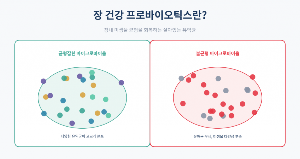 장 건강 프로바이오틱스 마이크로바이옴 개념 인포그래픽