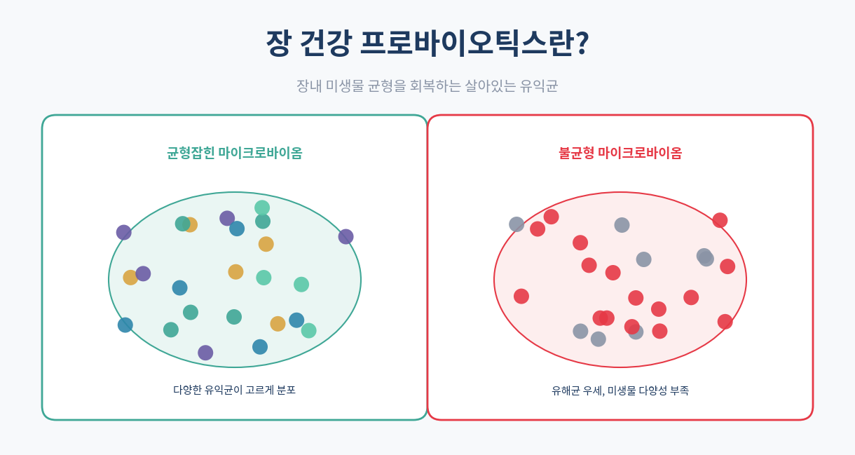 장 건강 프로바이오틱스 마이크로바이옴 개념 인포그래픽
