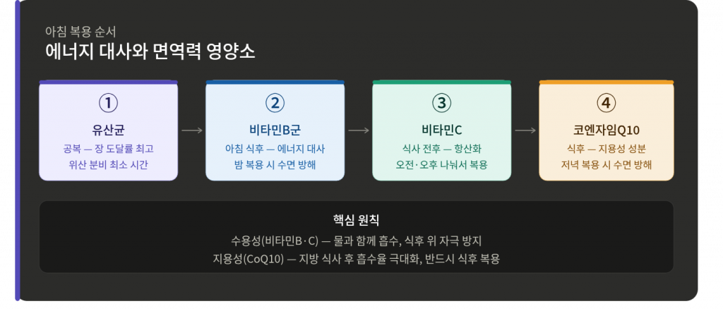 아침 영양제 복용 순서, 유산균 비타민B 비타민C 코엔자임Q10