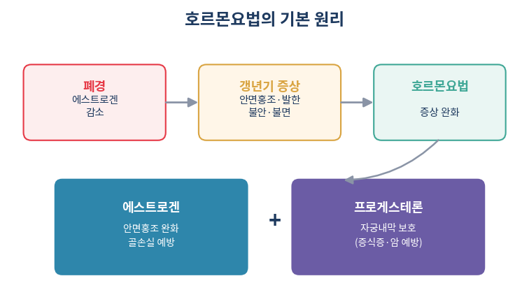 갱년기 호르몬요법 에스트로겐 프로게스테론 병용 원리