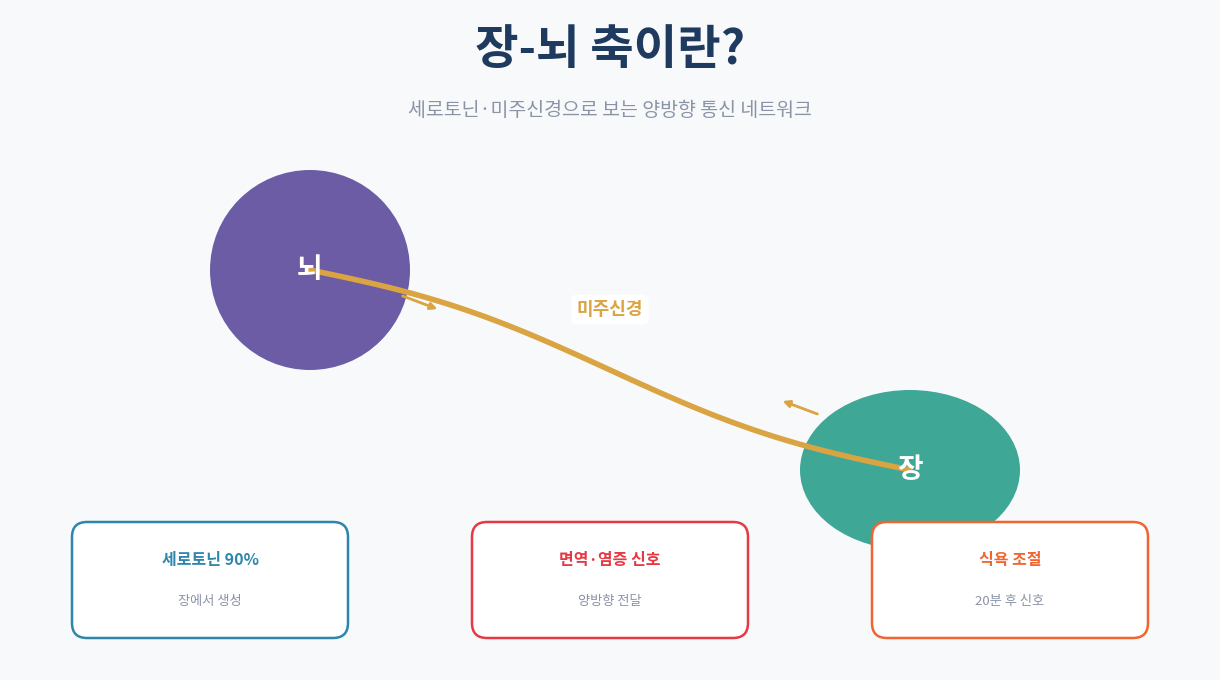 장-뇌 축이란|세로토닌·미주신경으로 보는 과학적 원리
