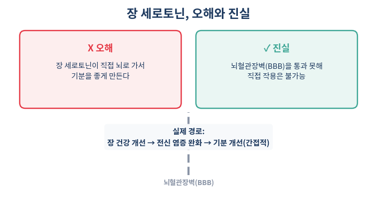 장 세로토닌 오해와 진실 뇌혈관장벽 통과 불가