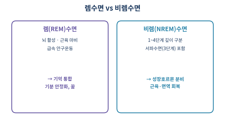렘수면 비렘수면 사이클 구조 다이어그램