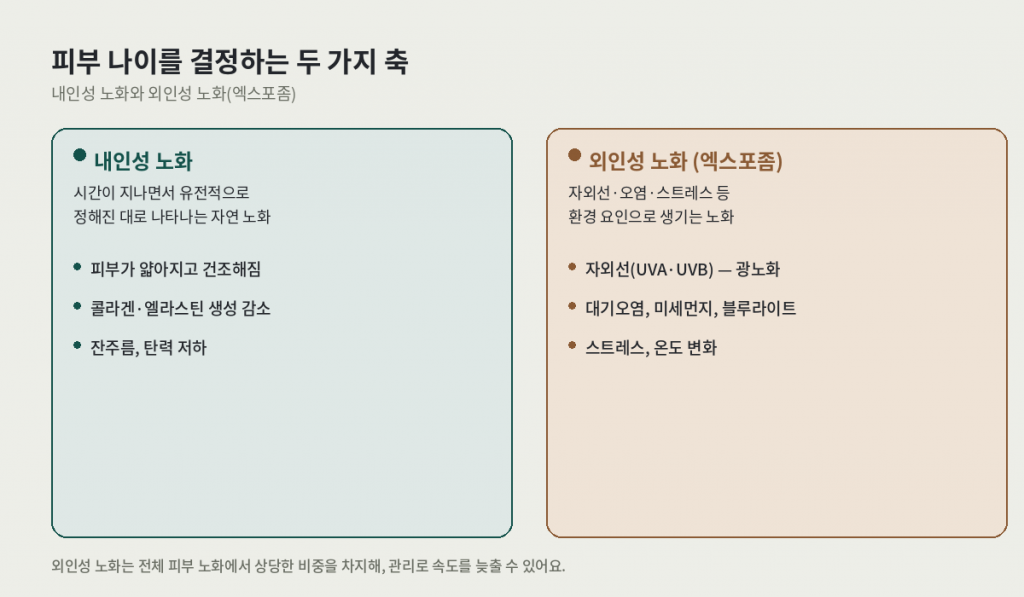 스킨 롱제비티 관점에서 본 피부 나이 결정 요인 — 내인성 노화와 외인성 노화(엑스포좀) 비교