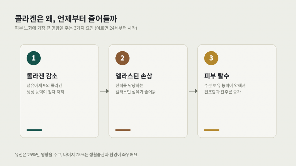 스킨 롱제비티에 영향을 주는 콜라겐 감소 요인 3가지 — 콜라겐 감소, 엘라스틴 손상, 피부 탈수