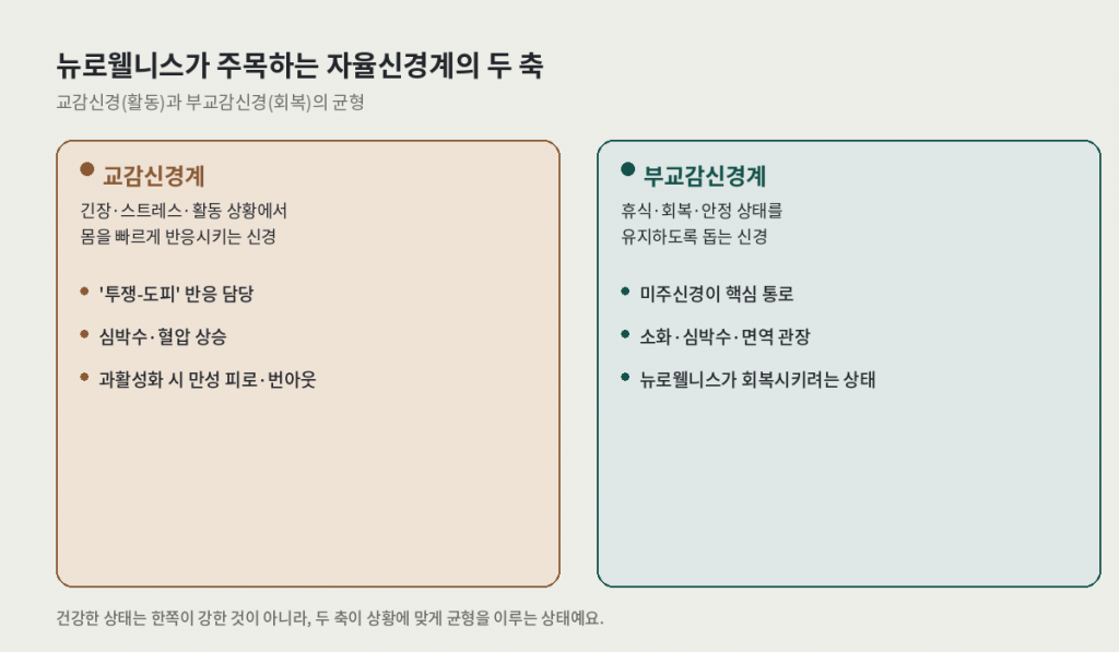 뉴로웰니스가 주목하는 자율신경계 두 축 — 교감신경계와 부교감신경계 비교
