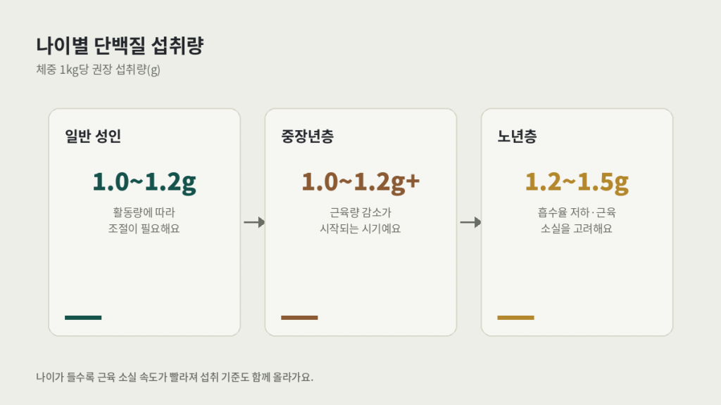 나이별 단백질 섭취량 — 일반 성인 1.0~1.2g, 중장년층 1.0~1.2g 이상, 노년층 1.2~1.5g