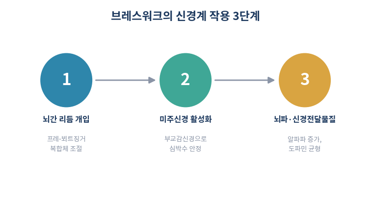 브레스워크 신경계 작용 원리 3단계