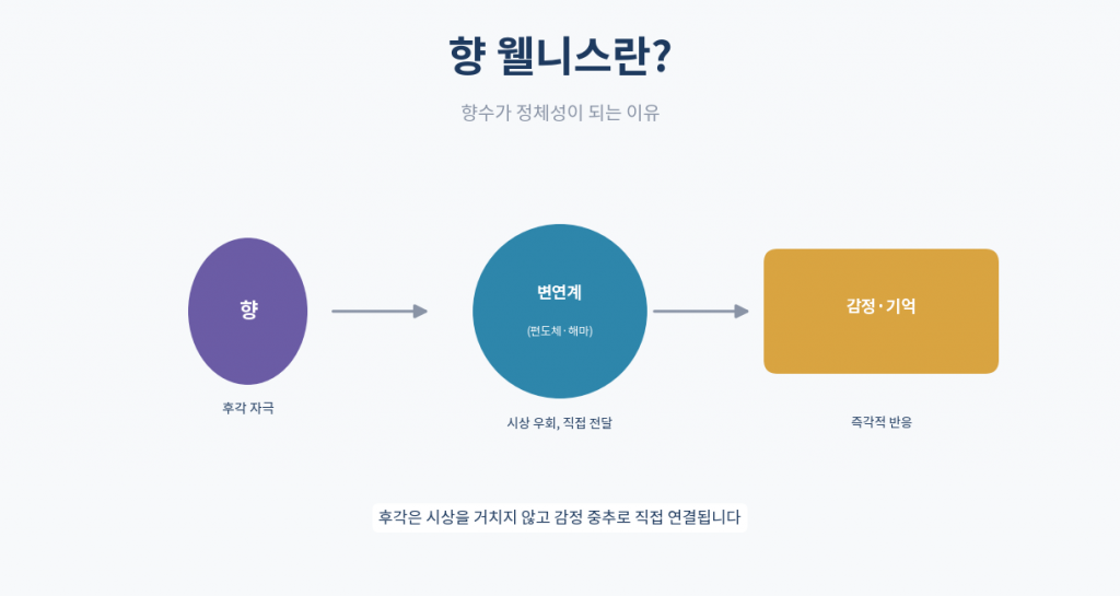 향 웰니스 개념 인포그래픽 후각과 변연계
