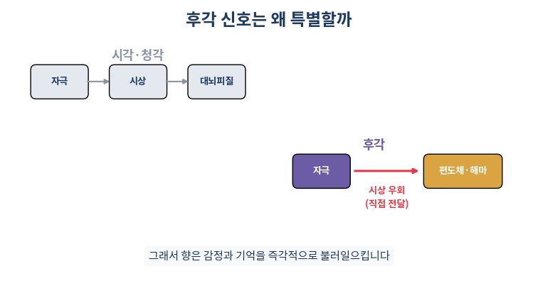 후각 신호가 편도체 해마로 직접 전달되는 경로