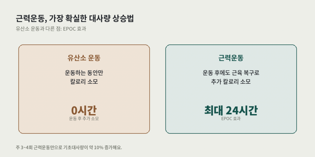 기초대사량 높이는 습관 중 근력운동의 EPOC 효과 — 유산소 운동은 운동 중에만, 근력운동은 최대 24시간 추가 소모