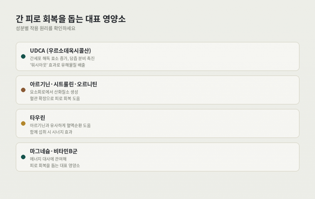 간 피로 회복을 돕는 대표 영양소 — UDCA, 아르기닌·시트룰린·오르니틴, 타우린, 마그네슘·비타민B군