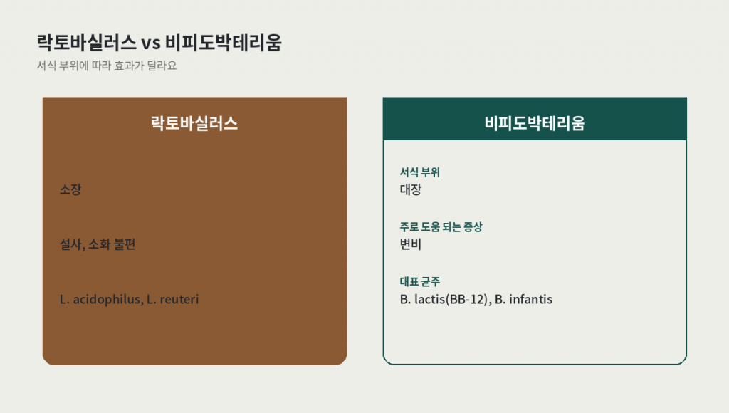 만성 변비와 복부 팽만감에 맞는 락토바실러스와 비피도박테리움 균주 비교 카드 — 서식 부위, 도움 되는 증상, 대표 균주