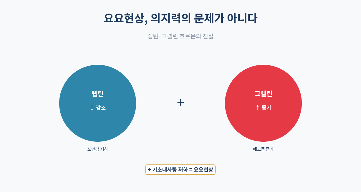 요요현상 원인과 방지법 완벽 정리|렙틴·그렐린 호르몬의 진실