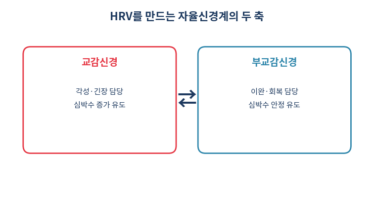 교감신경 부교감신경 상호작용으로 만들어지는 HRV