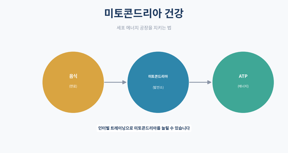 미토콘드리아 건강｜세포 에너지 공장을 지키는 법
