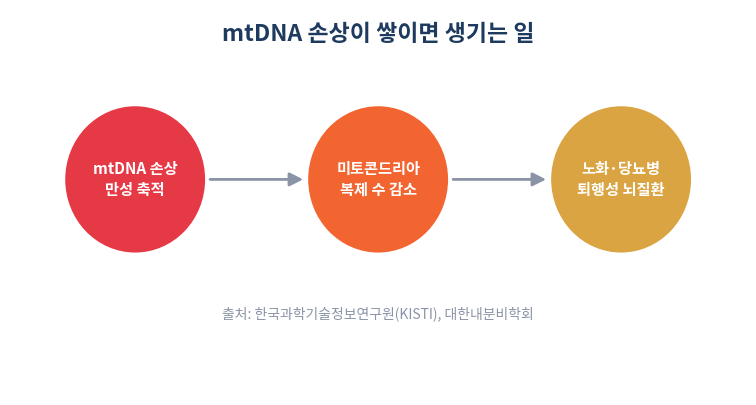 미토콘드리아 DNA 손상과 노화 연관 질환